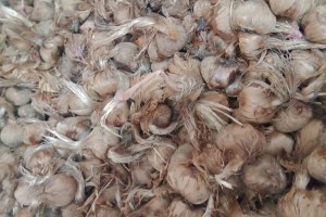 بصيلات زعفران الحر