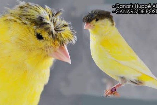 Canaris Couple Hipi