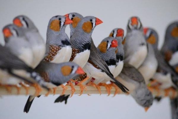 Mandarins 