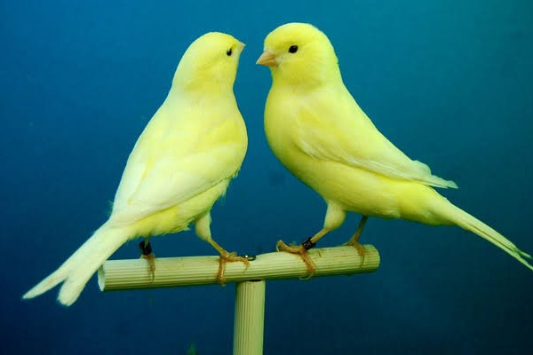 Canaris 
